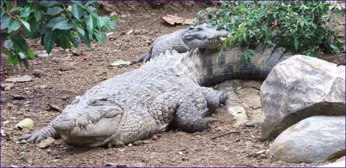 Nieuw-Guinea krokodil