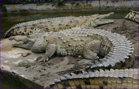 Orinoc krokodil