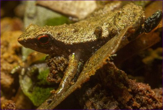 Gardiner's kikker (Sechellophryne gardineri)