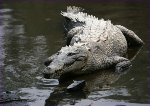 De stekelige Amerikaanse krokodil
