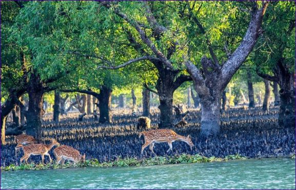 Sundarban Mangrovebos